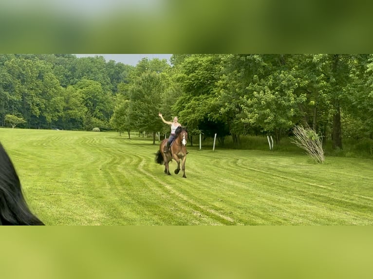 Belgisches Kaltblut Mix Wallach 4 Jahre 165 cm Rotbrauner in Gap, PA