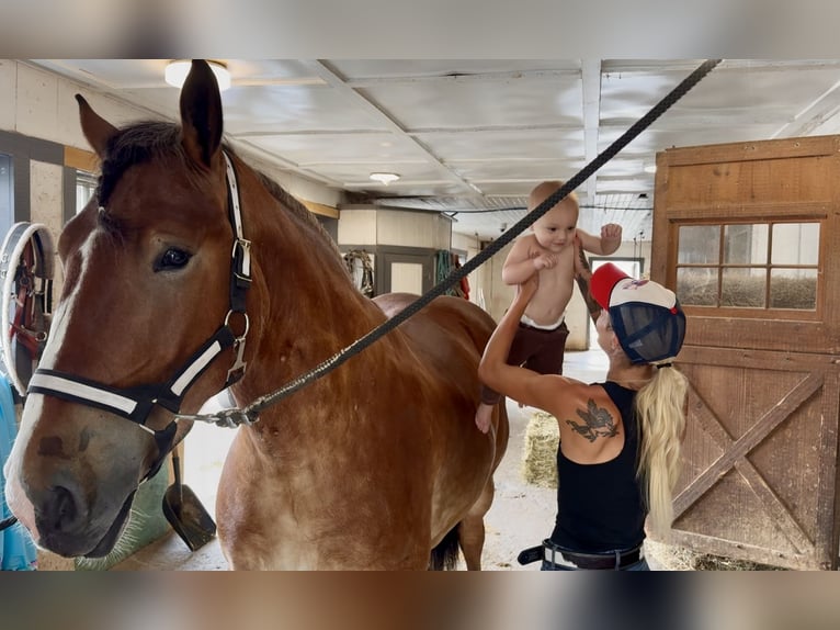 Belgisches Kaltblut Mix Wallach 4 Jahre 165 cm Rotbrauner in Gap, PA