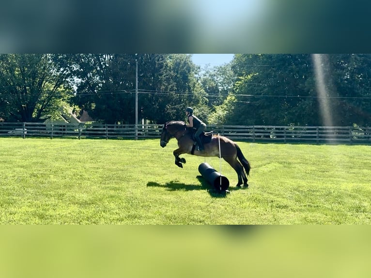 Belgisches Kaltblut Mix Wallach 4 Jahre 165 cm Rotbrauner in Gap, PA