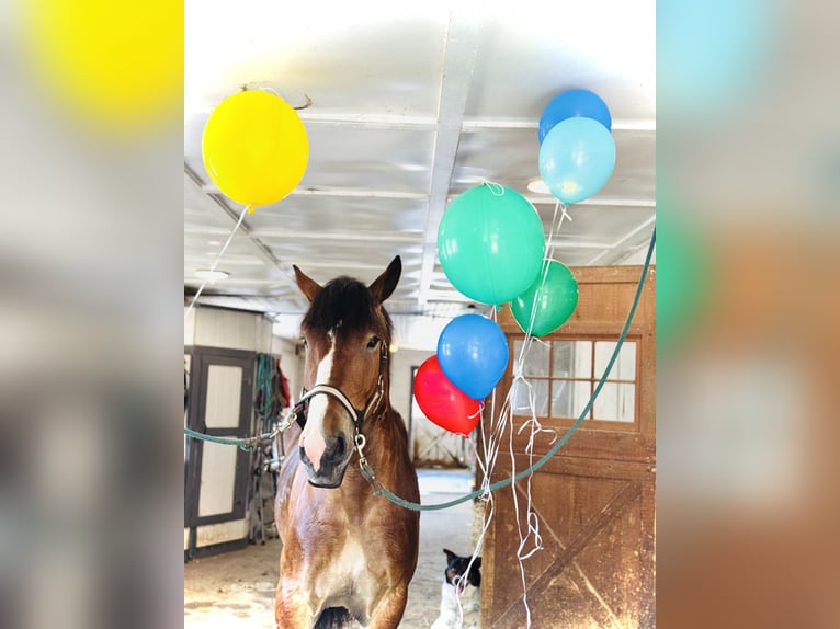 Belgisches Kaltblut Mix Wallach 4 Jahre 165 cm Rotbrauner in Gap, PA