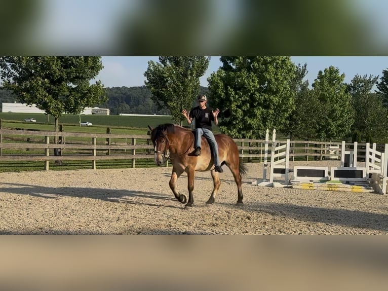 Belgisches Kaltblut Mix Wallach 4 Jahre 165 cm Rotbrauner in Gap, PA