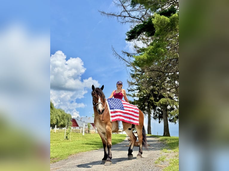 Belgisches Kaltblut Mix Wallach 4 Jahre 165 cm Rotbrauner in Gap, PA