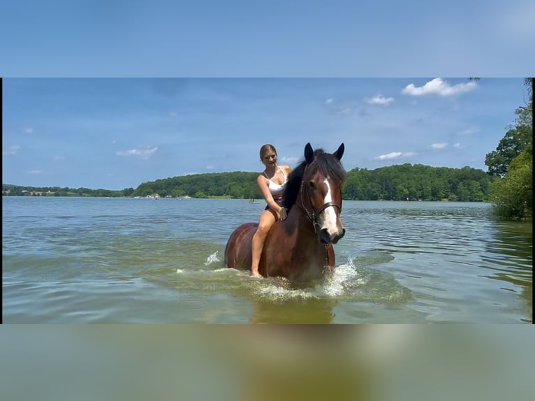 Belgisches Kaltblut Mix Wallach 4 Jahre 165 cm Rotbrauner in Gap, PA