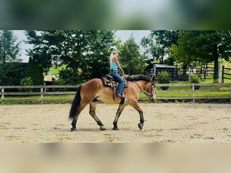 Belgisches Kaltblut Mix Wallach 4 Jahre 165 cm Rotbrauner in Gap, PA