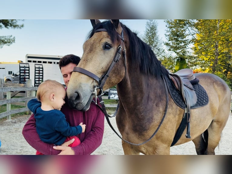 Belgisches Kaltblut Mix Wallach 4 Jahre 173 cm Buckskin in Gap Belgisches Kaltblut Mix Wallach 4 Jahre 173 cm Buckskin in Gap