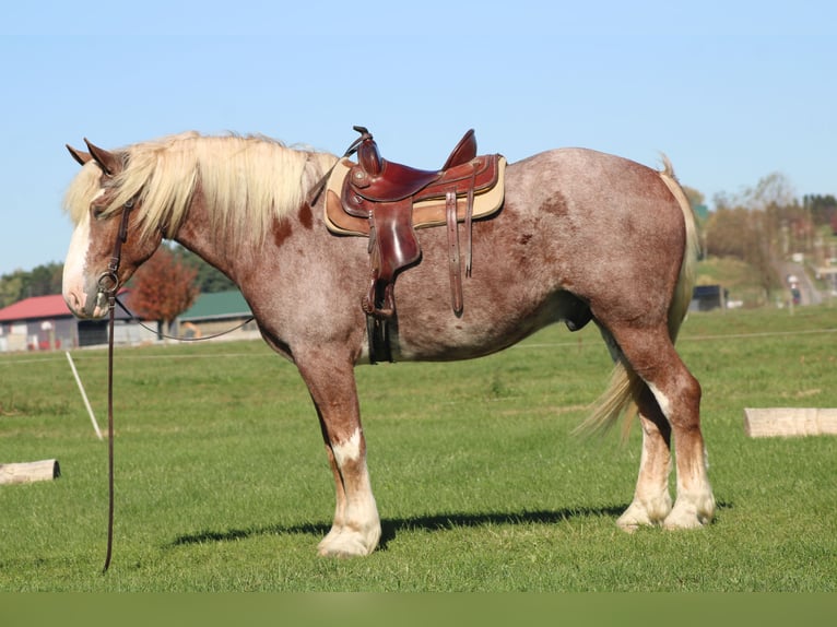 Belgisches Kaltblut Mix Wallach 4 Jahre 173 cm Roan-Red in Millersburg