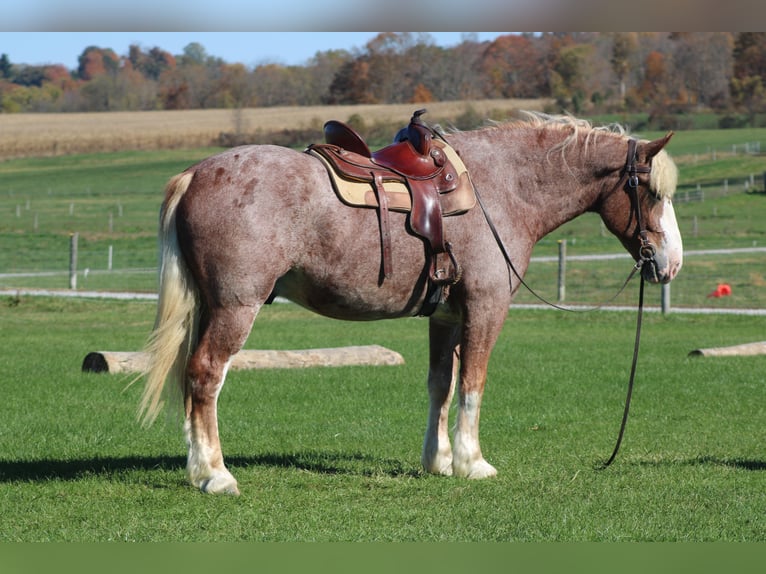 Belgisches Kaltblut Mix Wallach 4 Jahre 173 cm Roan-Red in Millersburg