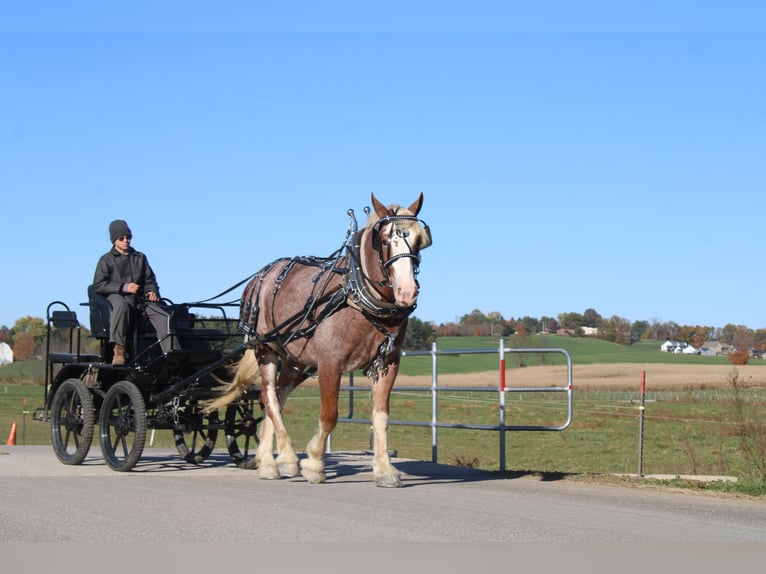 Belgisches Kaltblut Mix Wallach 4 Jahre 173 cm Roan-Red in Millersburg