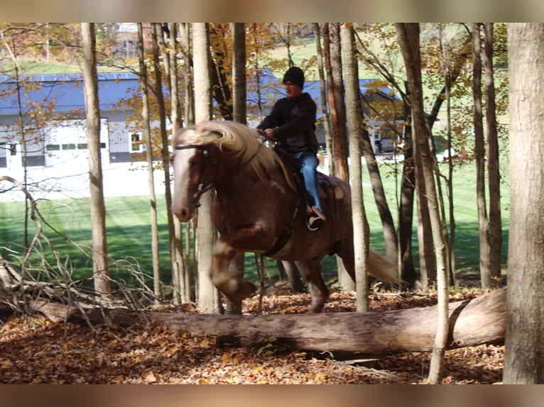Belgisches Kaltblut Mix Wallach 4 Jahre 173 cm Roan-Red in Millersburg