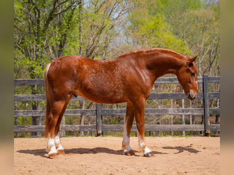 Belgisches Kaltblut Mix Wallach 4 Jahre Rotfuchs in Clover, SC