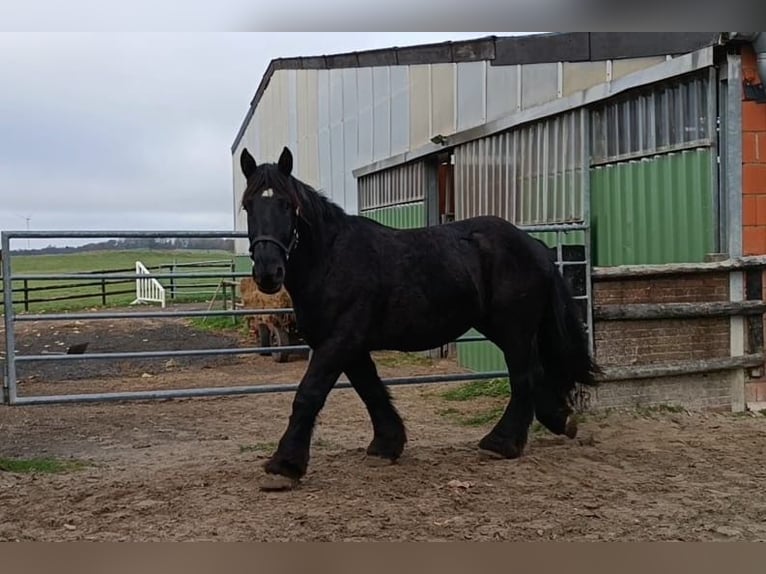 Belgisches Kaltblut Wallach 5 Jahre 160 cm Rappe in Nettersheim