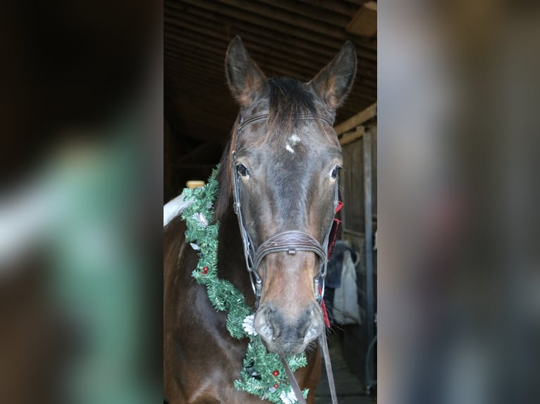 Belgisches Kaltblut Mix Wallach 5 Jahre 160 cm Rotbrauner in Perkasie