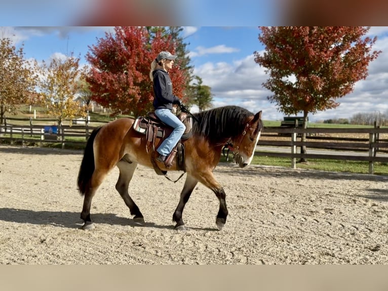 Belgisches Kaltblut Mix Wallach 5 Jahre 163 cm Rotbrauner in Gap