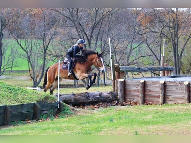 Belgisches Kaltblut Mix Wallach 5 Jahre 163 cm Rotbrauner in Gap`