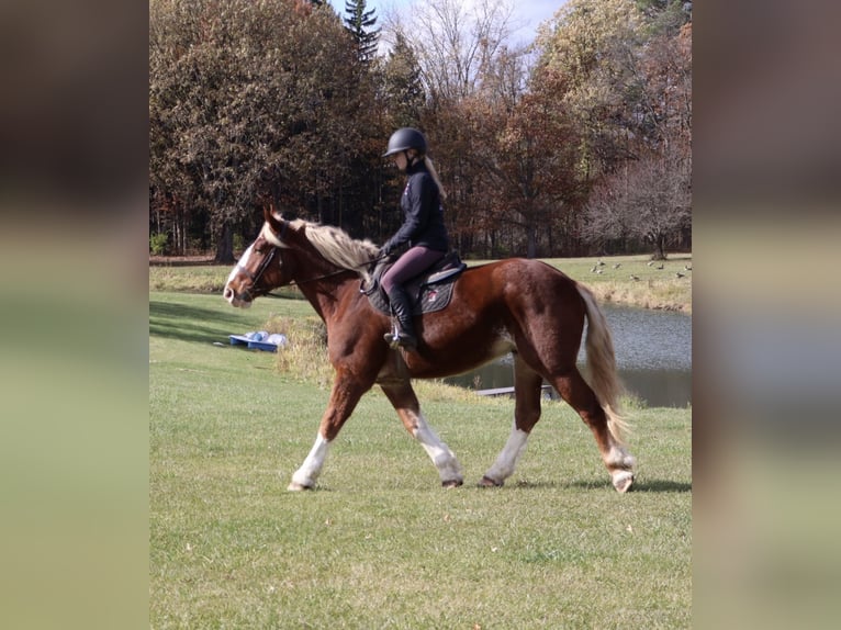 Belgisches Kaltblut Mix Wallach 5 Jahre 168 cm Dunkelfuchs in Howell