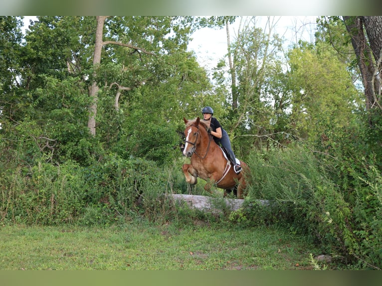 Belgisches Kaltblut Mix Wallach 5 Jahre 168 cm Rotfuchs in Perkasie