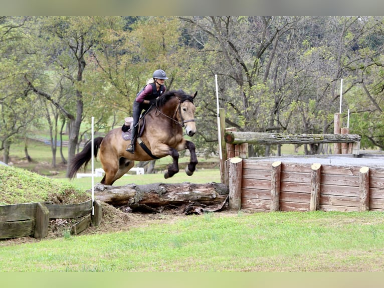 Belgisches Kaltblut Mix Wallach 5 Jahre 173 cm Buckskin in Gap