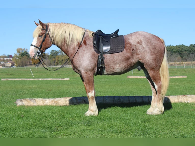 Belgisches Kaltblut Mix Wallach 5 Jahre 173 cm Roan-Red in Millersburg