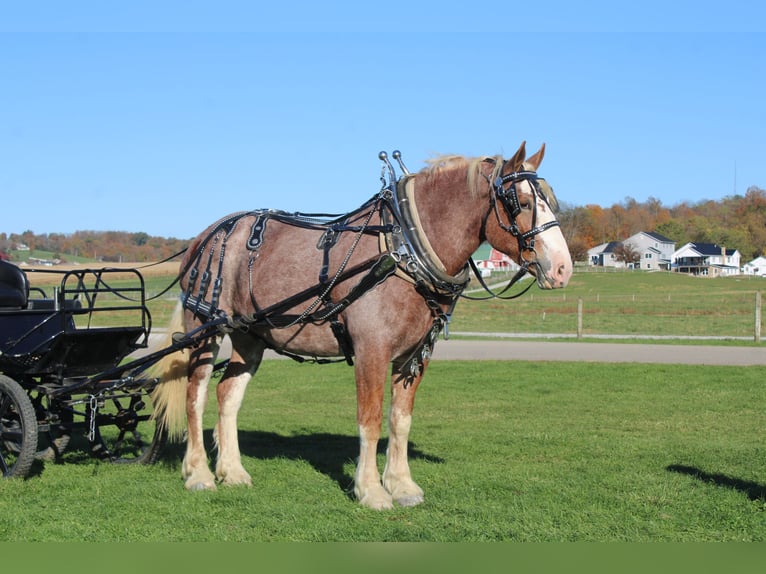 Belgisches Kaltblut Mix Wallach 5 Jahre 173 cm Roan-Red in Millersburg
