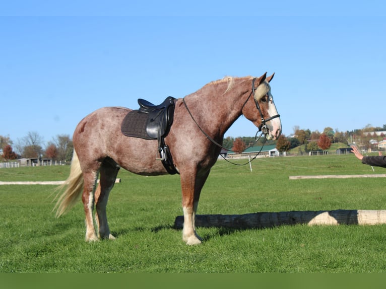 Belgisches Kaltblut Mix Wallach 5 Jahre 173 cm Roan-Red in Millersburg
