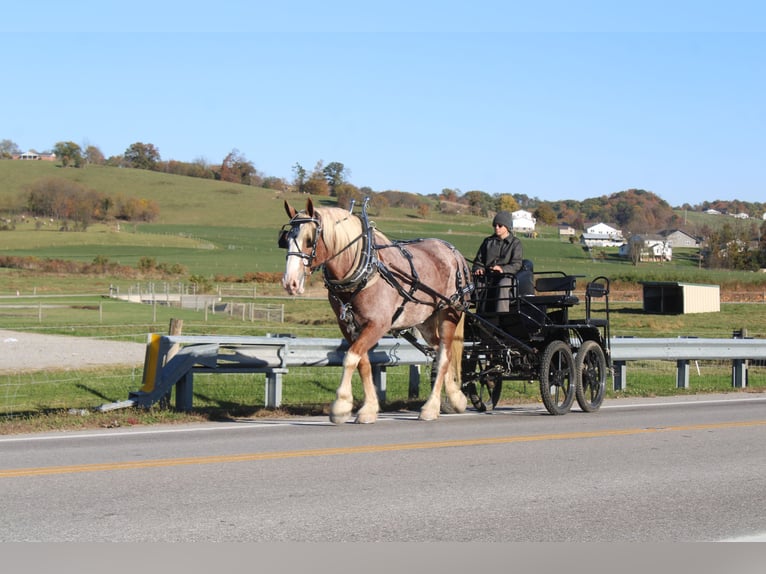 Belgisches Kaltblut Mix Wallach 5 Jahre 173 cm Roan-Red in Millersburg