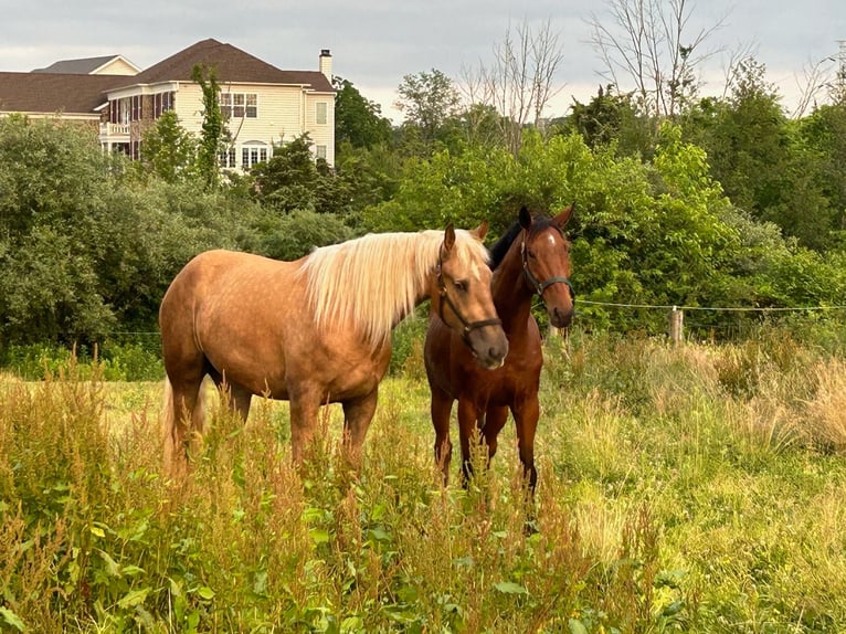 Belgisches Kaltblut Mix Wallach 5 Jahre 183 cm Palomino in Lehighton, pa