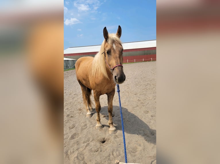 Belgisches Kaltblut Mix Wallach 5 Jahre 183 cm Palomino in Lehighton, pa