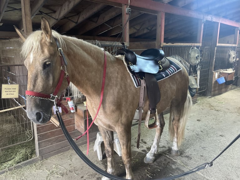 Belgisches Kaltblut Mix Wallach 5 Jahre 183 cm Palomino in Lehighton, pa
