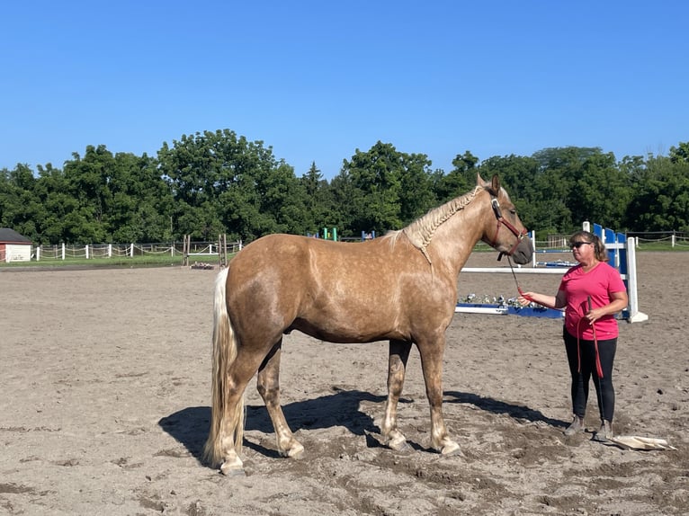 Belgisches Kaltblut Mix Wallach 5 Jahre 183 cm Palomino in Lehighton, pa