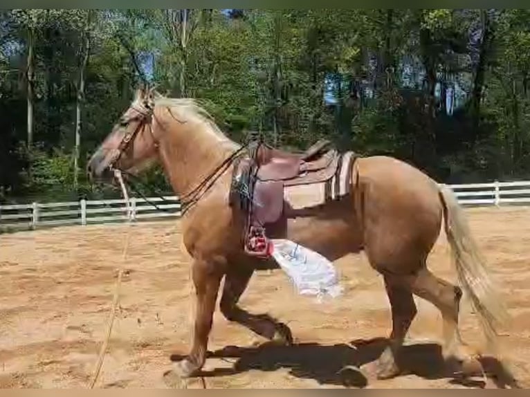Belgisches Kaltblut Mix Wallach 5 Jahre 183 cm Palomino in Lehighton, pa