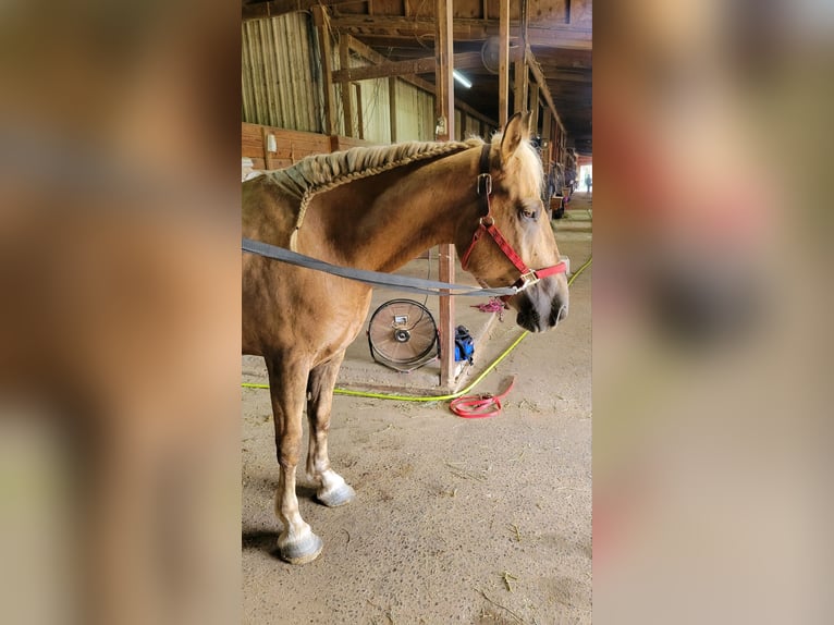 Belgisches Kaltblut Mix Wallach 5 Jahre 183 cm Palomino in Lehighton, pa