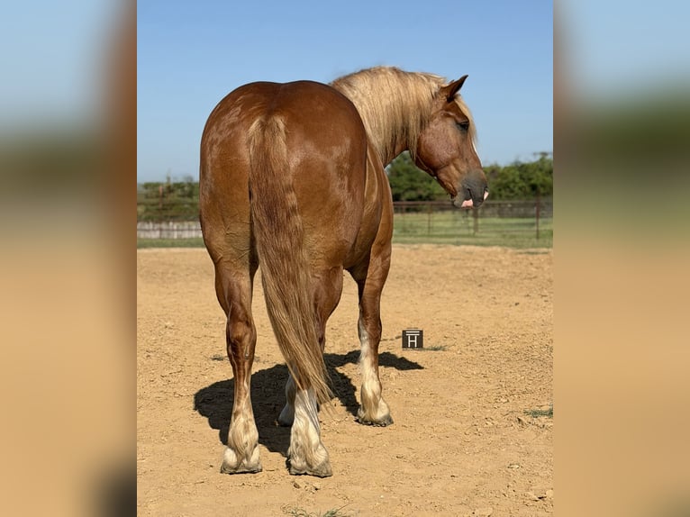 Belgisches Kaltblut Wallach 5 Jahre Rotfuchs in Weatherford