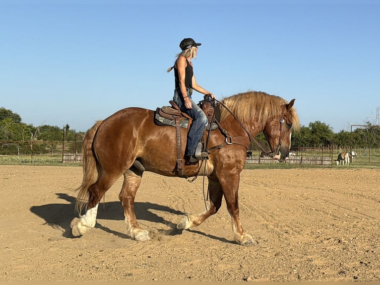Belgisches Kaltblut Wallach 5 Jahre Rotfuchs in Weatherford