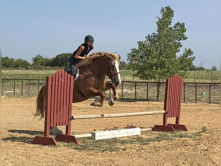Belgisches Kaltblut Wallach 5 Jahre Rotfuchs in Weatherford