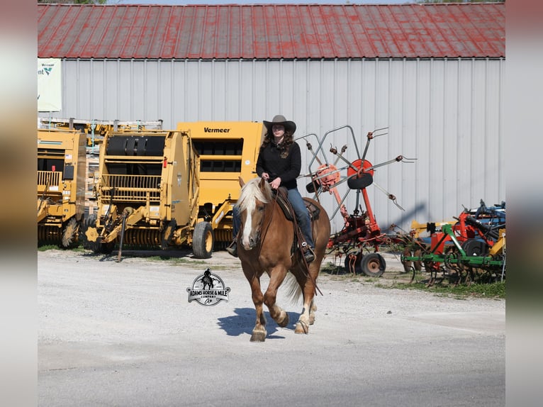 Belgisches Kaltblut Wallach 6 Jahre 152 cm Palomino in Mount Vernon