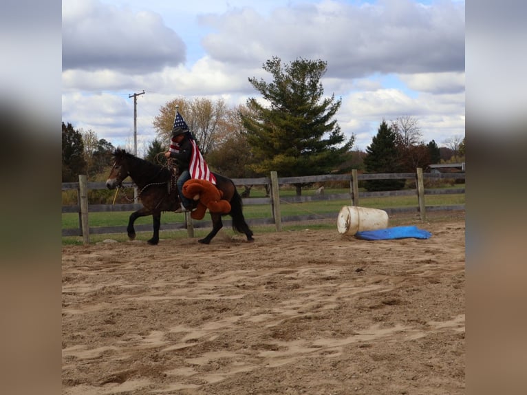 Belgisches Kaltblut Mix Wallach 6 Jahre 168 cm Buckskin in Howell