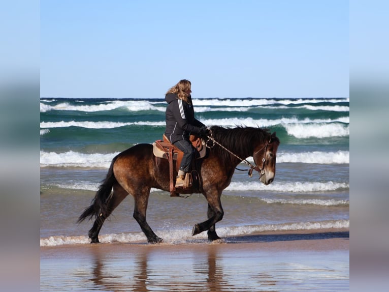 Belgisches Kaltblut Mix Wallach 6 Jahre 168 cm Buckskin in Howell