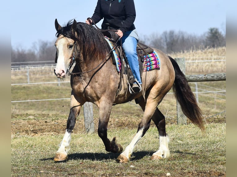 Belgisches Kaltblut Mix Wallach 6 Jahre Buckskin in Strasburg