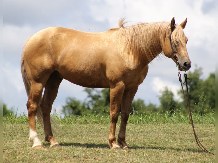 Belgisches Kaltblut Wallach 7 Jahre 160 cm Palomino in Brodhead Ky