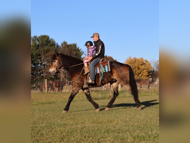 Belgisches Kaltblut Mix Wallach 7 Jahre 168 cm Buckskin in Howell
