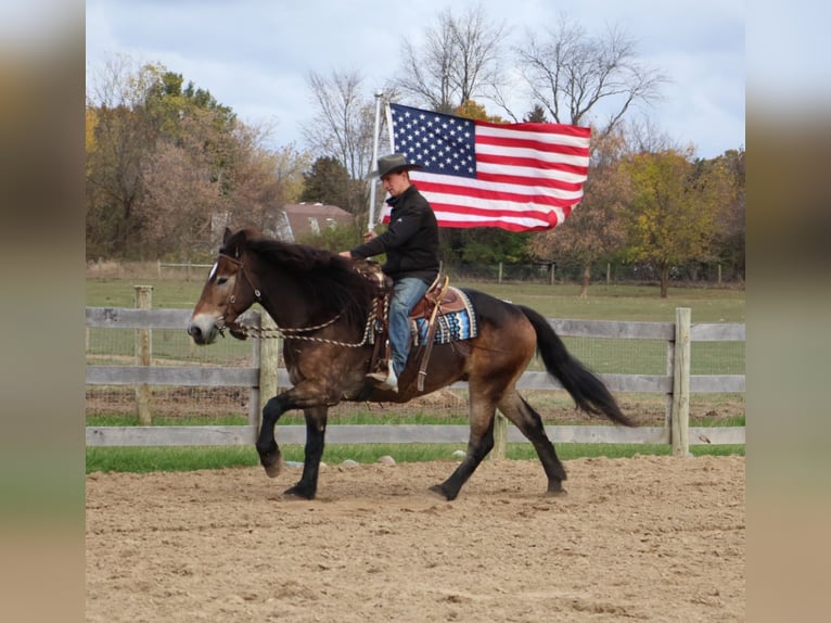 Belgisches Kaltblut Mix Wallach 7 Jahre 168 cm Buckskin in Howell