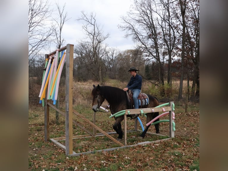 Belgisches Kaltblut Mix Wallach 7 Jahre 168 cm Buckskin in Howell