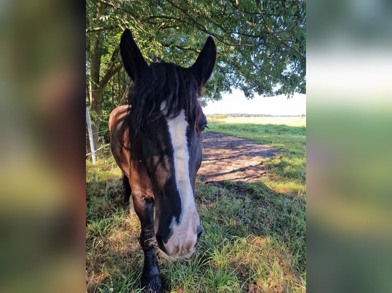 Belgisches Kaltblut Wallach 7 Jahre 170 cm Dunkelbrauner in Kade