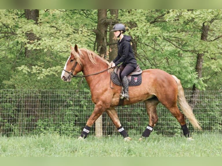 Belgisches Kaltblut Wallach 7 Jahre 170 cm Dunkelfuchs in Howell