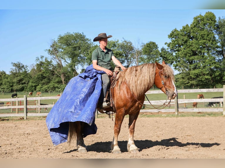 Belgisches Kaltblut Wallach 7 Jahre 170 cm Dunkelfuchs in Howell
