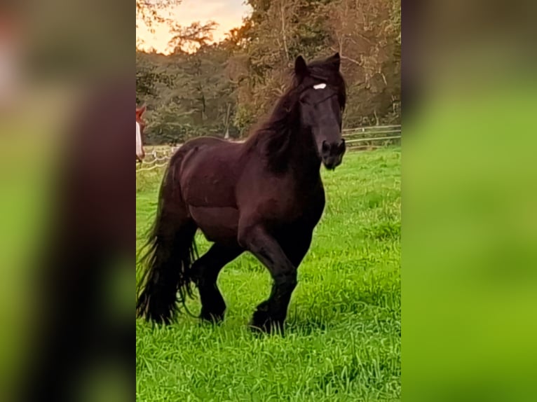 Belgisches Kaltblut Wallach 7 Jahre 175 cm Rappe in Soltau