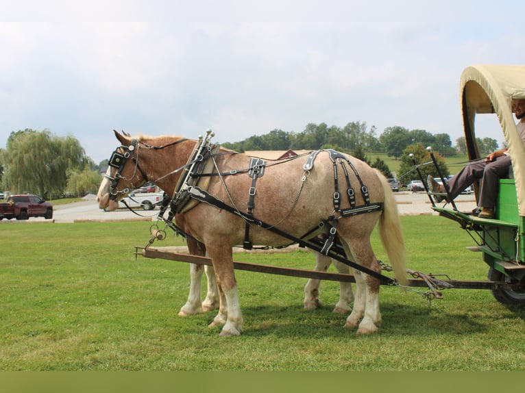 Belgisches Kaltblut Mix Wallach 7 Jahre 180 cm Roan-Red in Millersburg