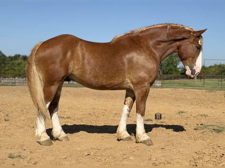 Belgisches Kaltblut Wallach 7 Jahre Rotfuchs in Weatherford