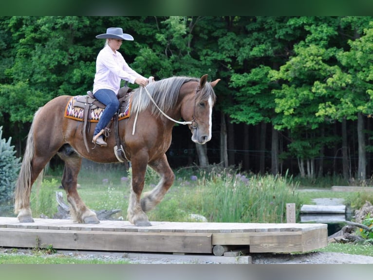 Belgisches Kaltblut Wallach 8 Jahre 160 cm Dunkelfuchs in Everett PA