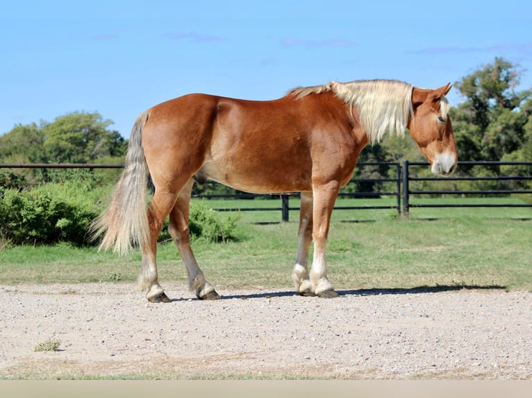 Belgisches Kaltblut Wallach 8 Jahre 163 cm Rotfuchs in Canton TX